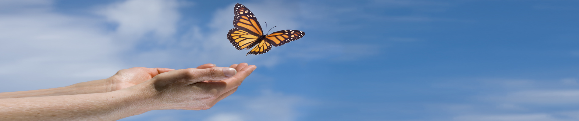 Open hands releasing a Monarch butterfly